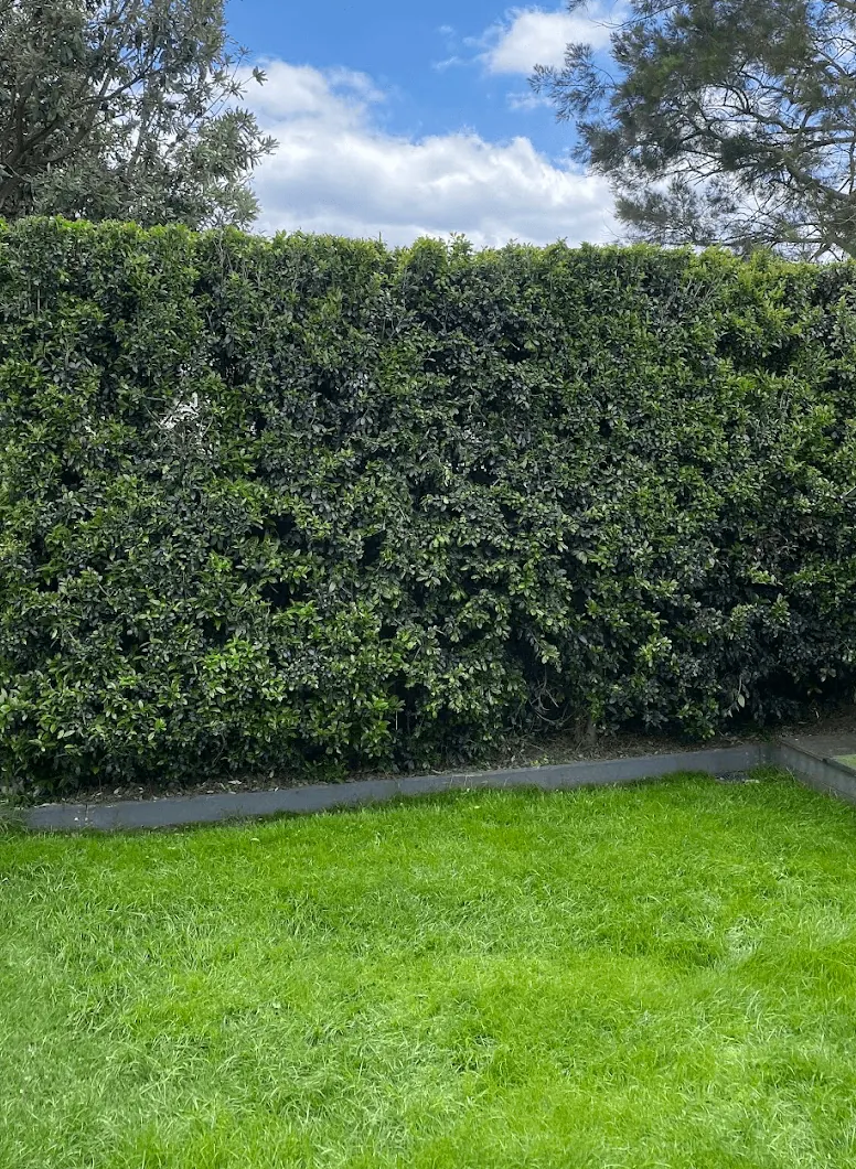 Large garden hedge shaped above a freshly cut lawn in Hallam VIC