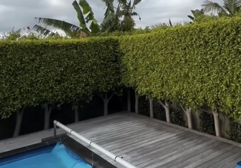Poolside hedge trimming — Berwick. Tall privacy hedge trimmed flat on top and down the face around the pool deck.
