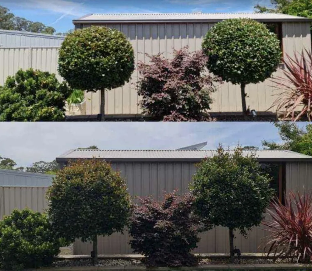 Ornamental tree and hedge trimming — Berwick (Park Hill). Standard trees and shrubs shaped back into clean rounded forms.