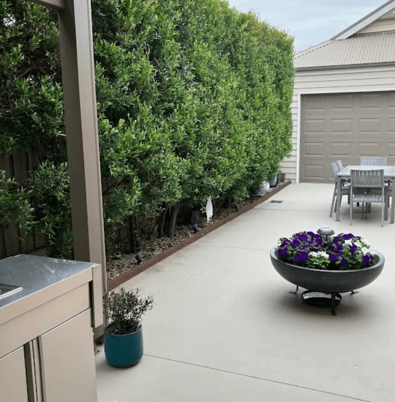 Tall privacy hedge trimmed beside a patio and driveway at a Hallam home