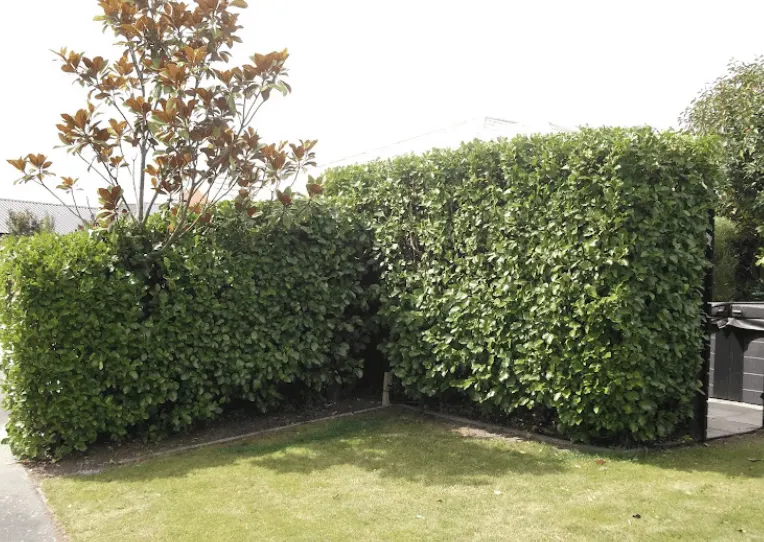 Tall corner privacy hedge trimmed flat on the face above a lawn in Narre Warren North VIC