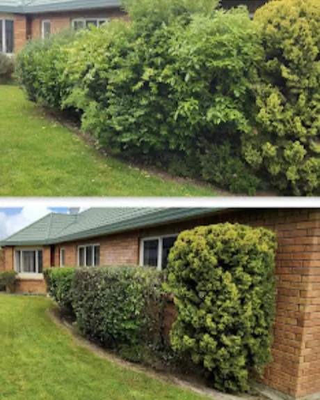 Hedge reshape (before and after) — Berwick. An overgrown front hedge cut back square and level, with all clippings cleared.
