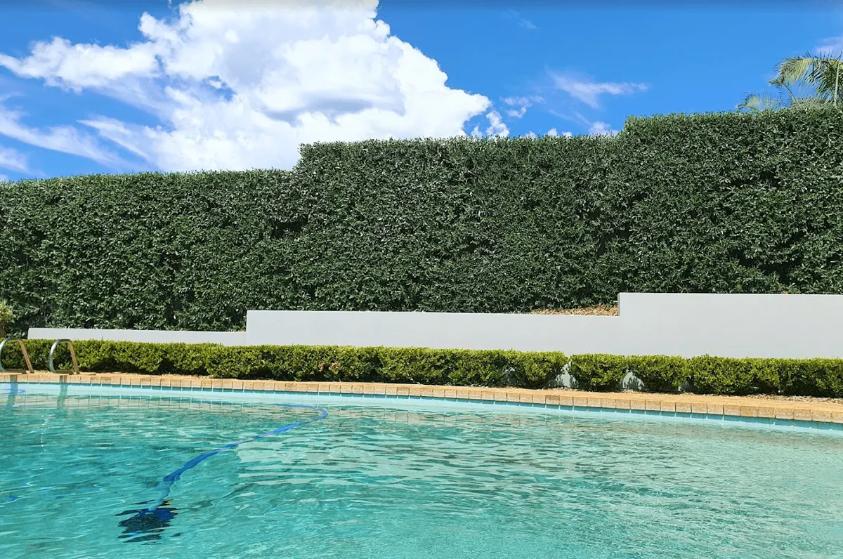 Shaped privacy hedge beside a swimming pool in Beaconsfield VIC