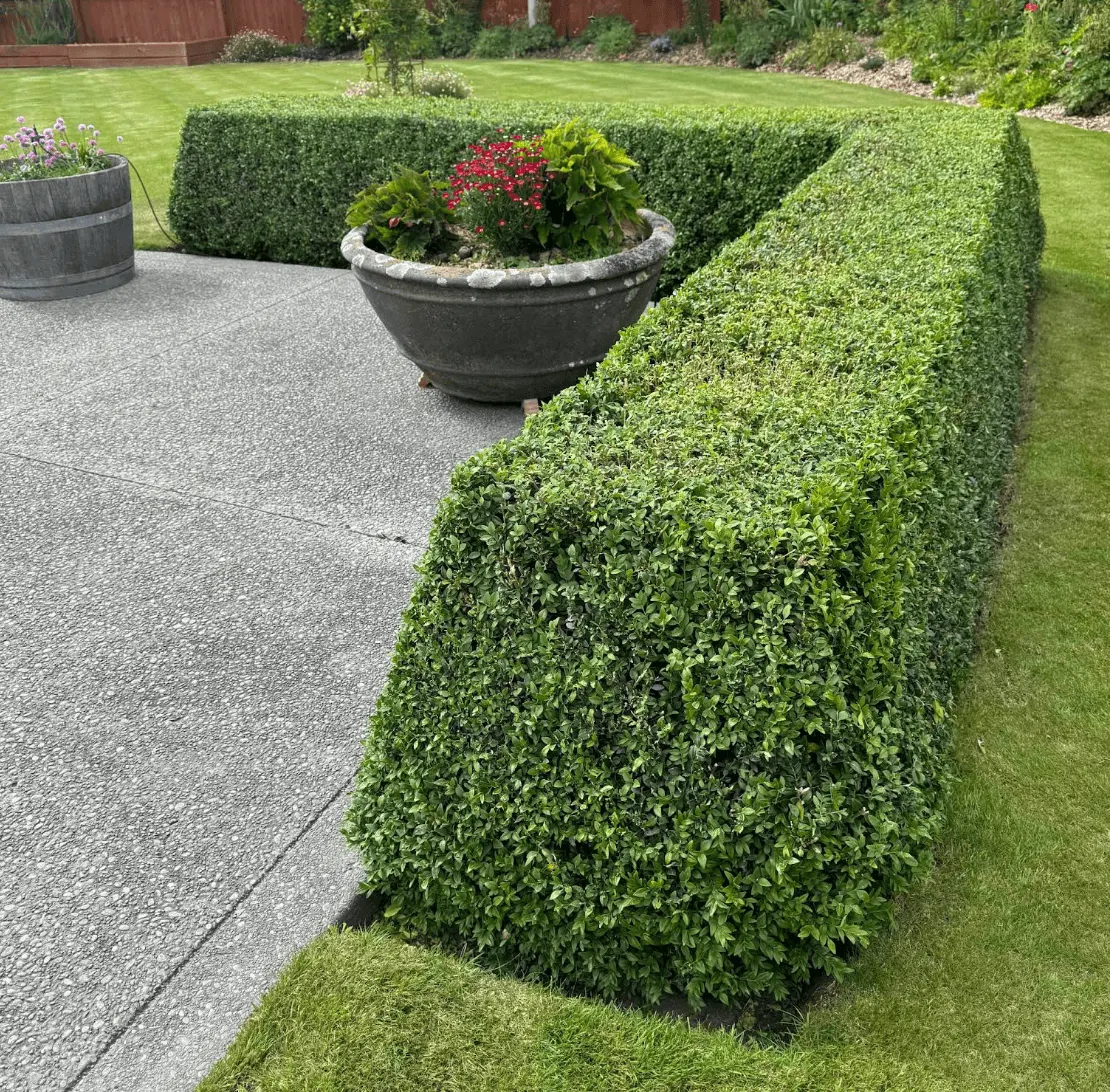 Low box hedge trimmed square beside an exposed aggregate patio in Narre Warren North VIC