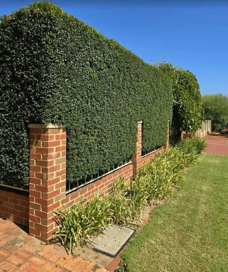 Freshly trimmed boundary hedge along a brick fence in Beaconsfield VIC