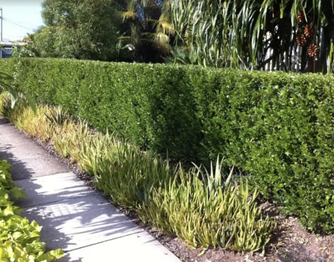 Hedge trimming — Narre Warren North. Long boundary hedge trimmed flat and straight along the full footpath run.