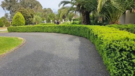 Low curved driveway hedge trimmed to an even line in Hallam VIC