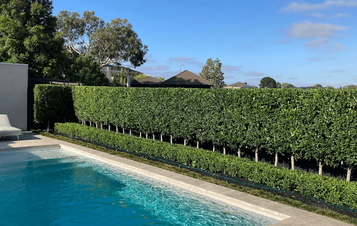 Trimmed privacy hedge and low front hedge along a swimming pool in Berwick VIC